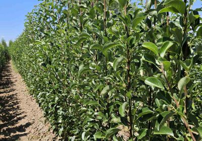 viber-slika-2025-08-10-19-56-44-999