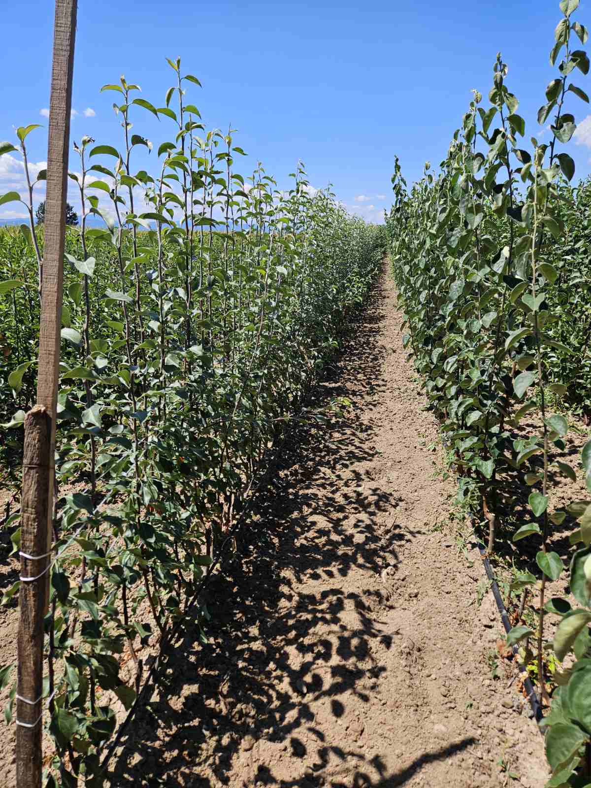 Sadnice voća – Kvalitetne sadnice iz Rasadnika Antić