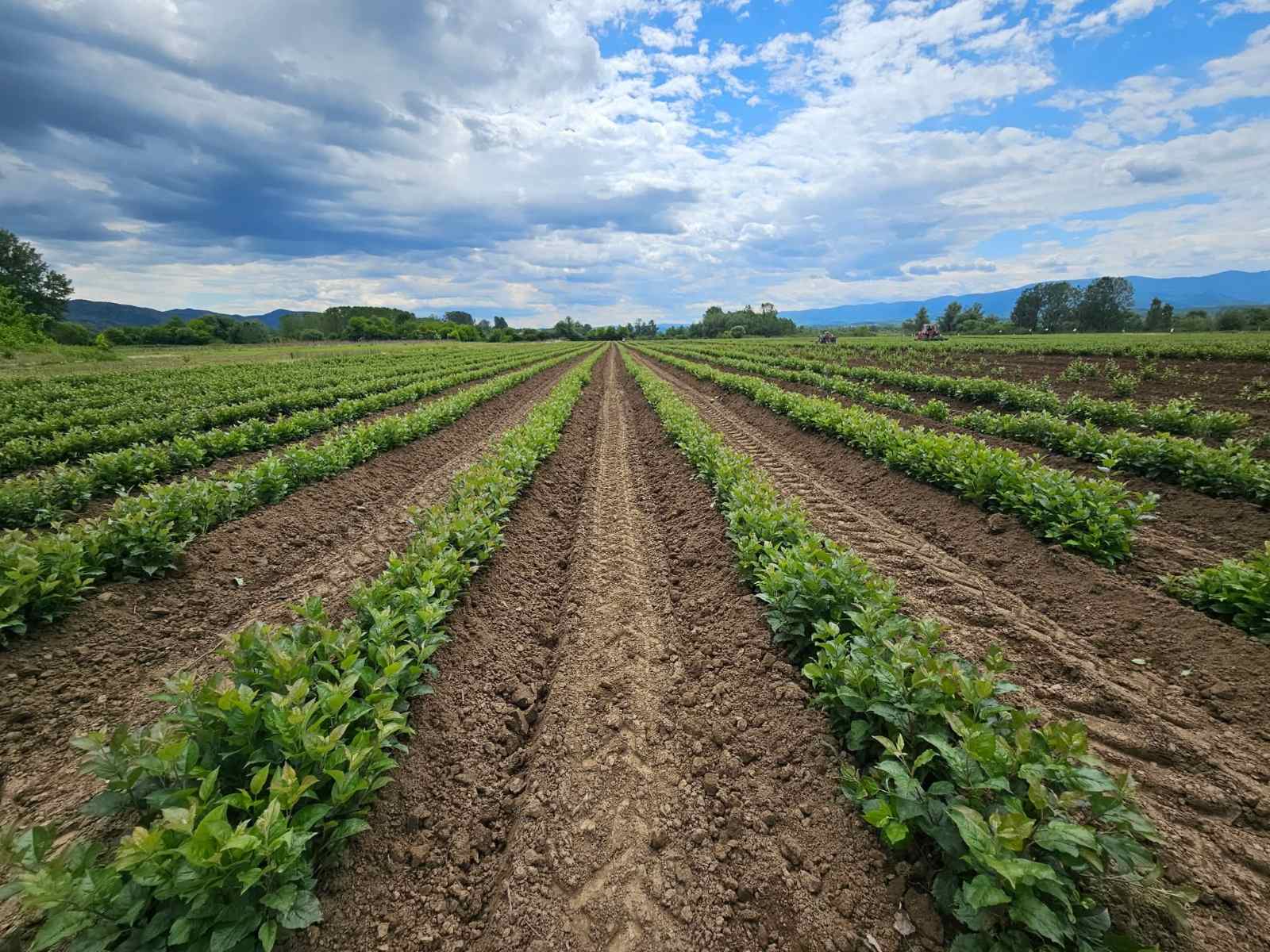 Sadnice voća – Kvalitetne sadnice iz Rasadnika Antić